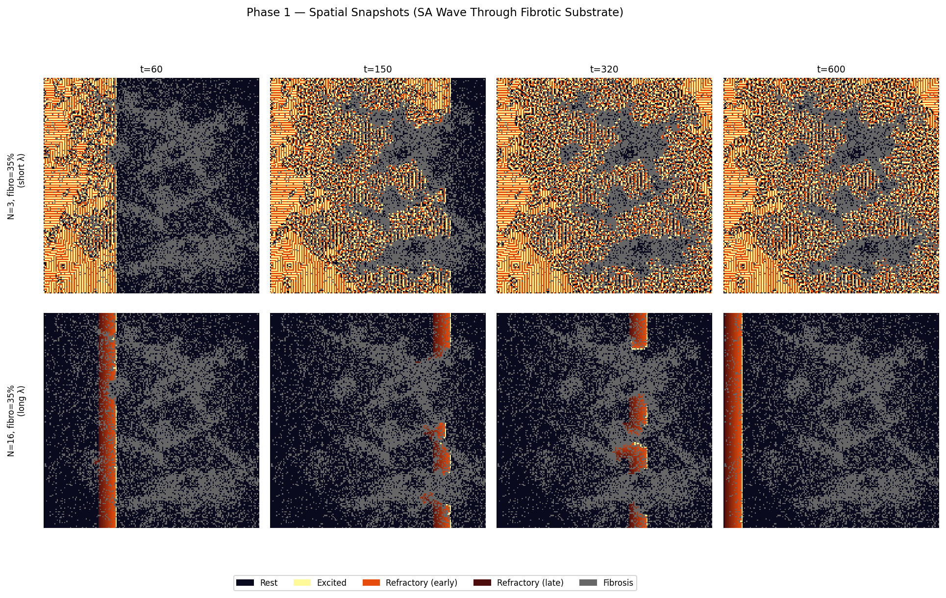 Spatial snapshots of an SA wave propagating through fibrotic tissue